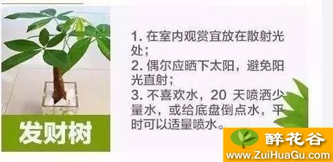 发财树的环境要求及施肥方法和注意事项