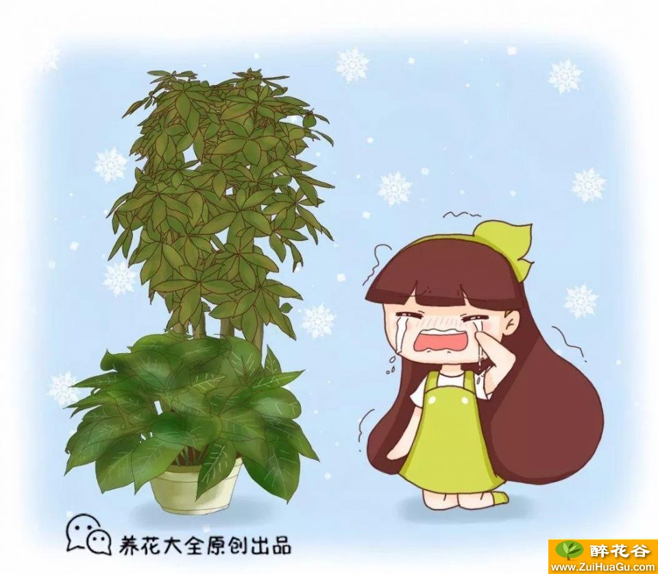 发财树富贵竹盆里扔点这种好东西,养10年不黄叶!