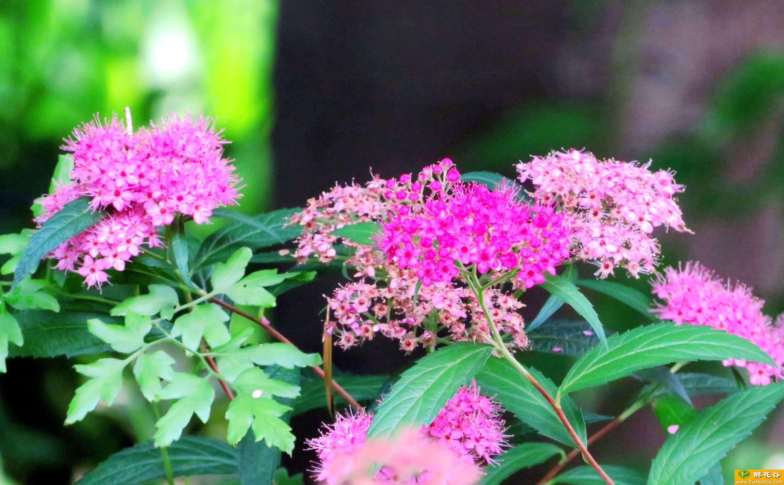 粉花绣线菊是一种非常可爱的小型花卉,开花时节繁花似锦颇为诱人