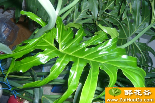 叶片无孔，外形与龟背竹相似的植物叫什么名字？叶片发黄怎样处理?