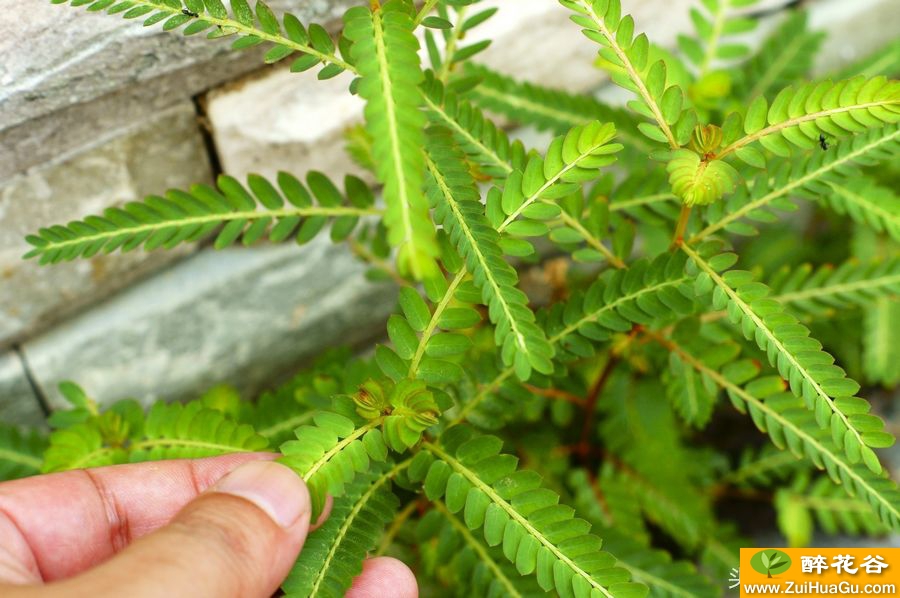 一种看似是含羞草却不是含羞草的植物,您可知是什么,此草能入药