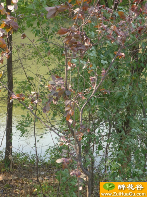 这是什么植物？也是红花檵木吗？