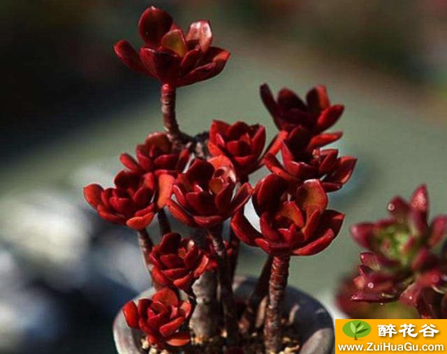 红稚莲景天科拟石莲花属的多肉植物,多年生植株可形成群生小灌木