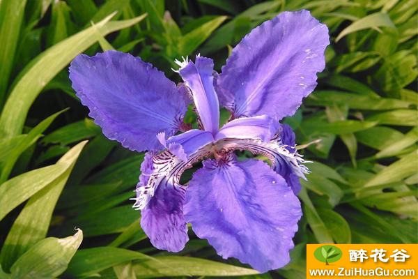 花菖蒲的繁殖方法