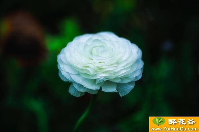 植物园之行--花毛茛&欧洲荚蒾