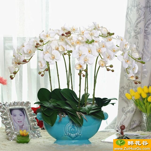 春节买的蝴蝶兰一年只能开一次花吗来年还能再开花吗