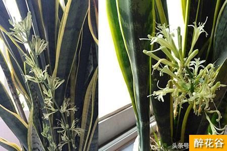 虎皮兰的养殖方法 日常管理要保证光照充足