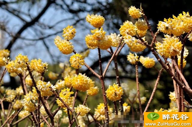 它的叶色亮丽、叶形奇特、花型独特和树姿优美-结香