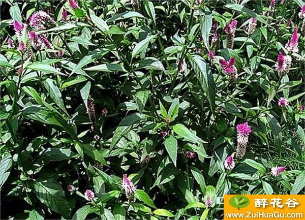 这种山坡上的'野鸡冠花',是上班族喜爱的野菜,常食保护眼睛