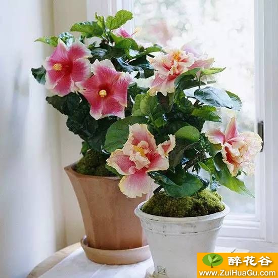 19种在室内会开花的植物,有窗户就能养!