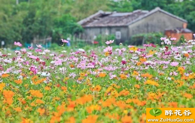 这花只要用种子播种一次,以后年年开放,适合庭院养殖