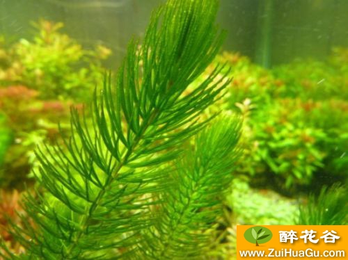 金鱼藻怎么养:掌握五种养殖要点金鱼藻怎么固定在鱼缸底部?