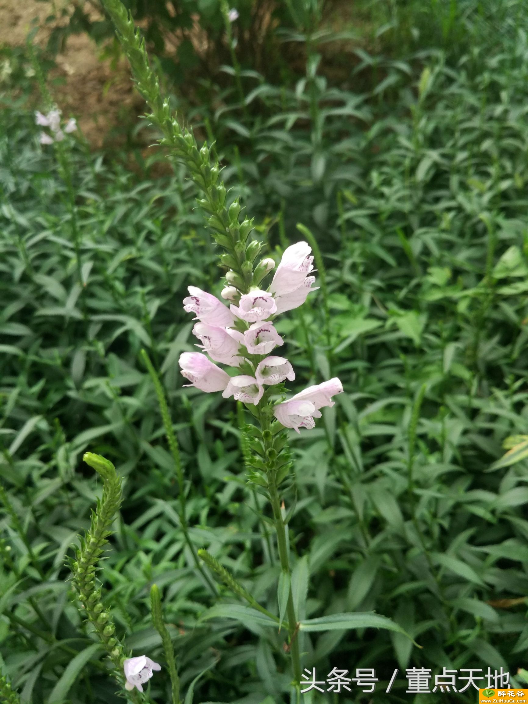 此花名曰假龙头花,又叫随意草,寓意节节高升,成就一生!