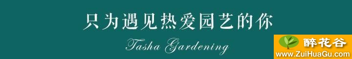 室内可以养什么植物?那当然少不了竹芋!
