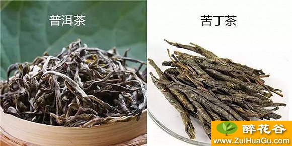 苦丁茶和普洱茶的区别,全部都在这里了