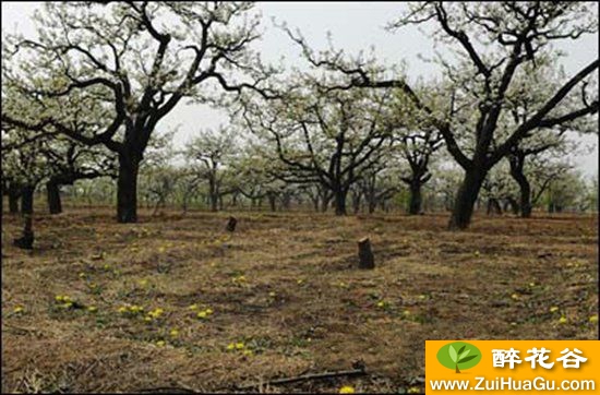 梨树常用砧木有哪几种?常用砧木的主要特点