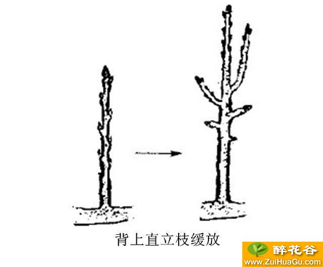 梨树栽培技术 修剪技术之缓放