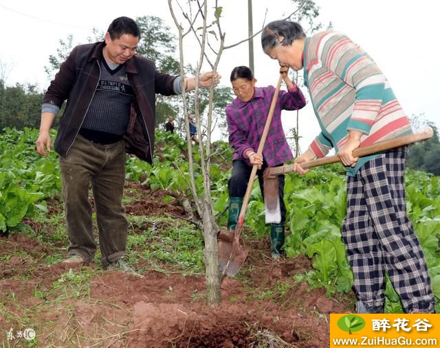 梨树栽培技术 生物学特征