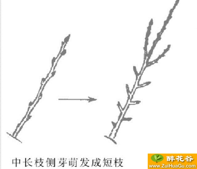 梨树栽培技术 修剪技术