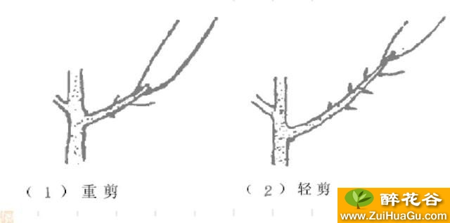 梨树栽培技术 幼树期修剪