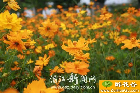 千姿秀 硫华菊 美丽的'海上花园'