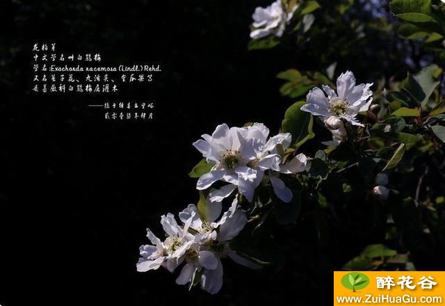 城外山里春不荒,满眼龙柏芽绛山美如画