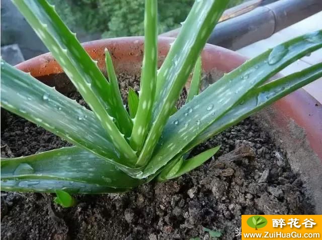 芦荟种植技巧,养好注意这几点!