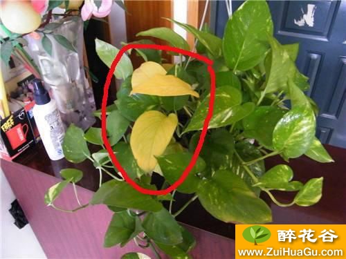 绿萝叶片发黄还想烂根?婆婆一瓶啤酒加2片药,5天叶子绿的发亮