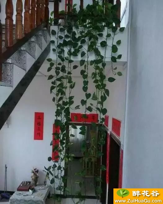 绿萝绳子一绑,叶子长成A4纸大,几个月就爬满了墙!