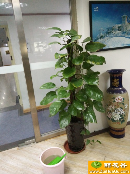 绿萝柱,这是什么病。感觉这土好像不对。
