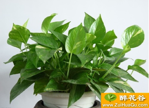 绿萝是什么?