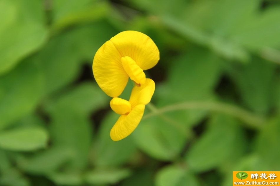 小巧可爱的蔓花生