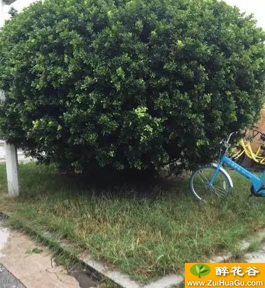 米兰花后剪的越厉害,长得越好,开花越多!