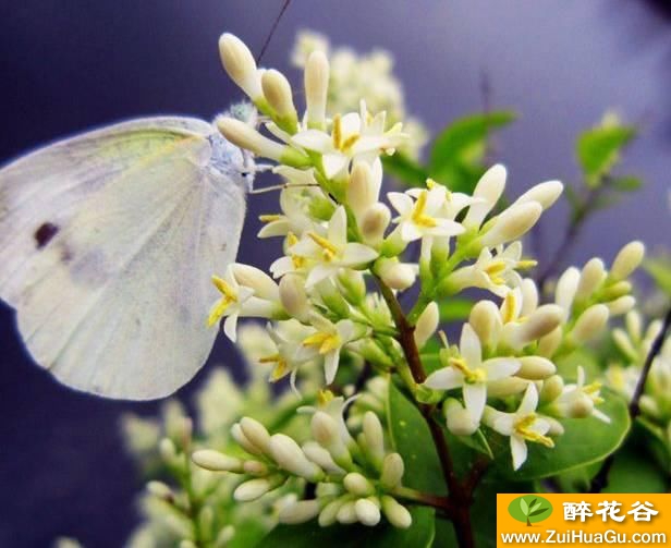 植物百科|美丽的米兰花