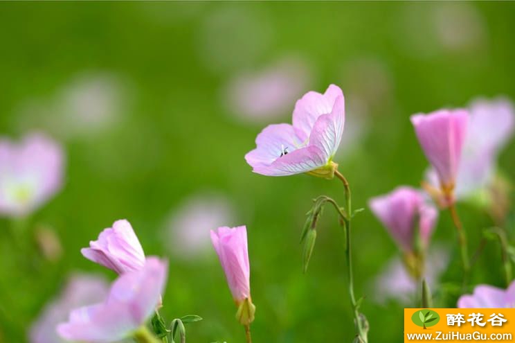 摄影欣赏:月见草精美图集