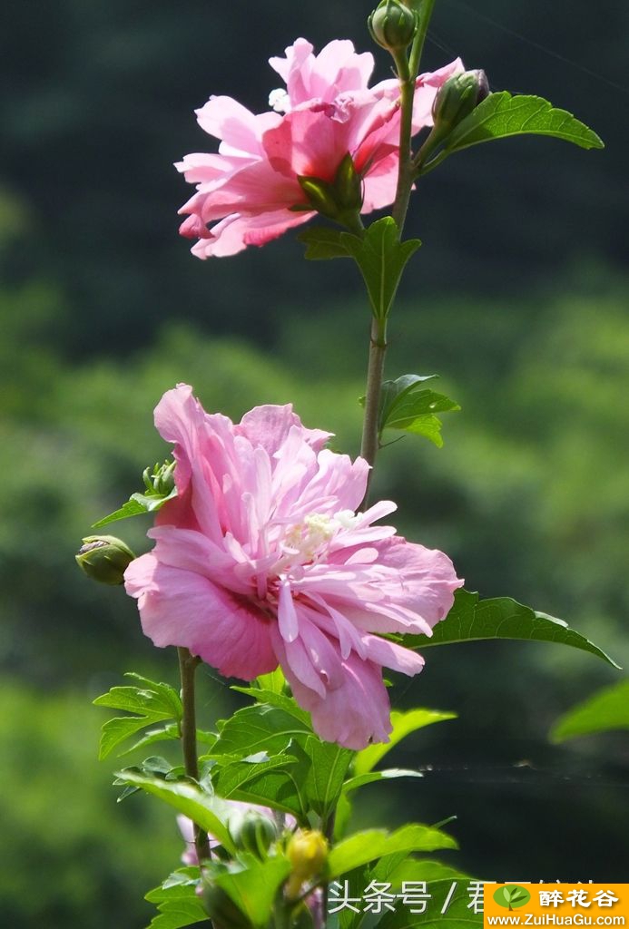 木槿花:朝开暮落色彩艳 食药两用可养颜 韩国国花你知否