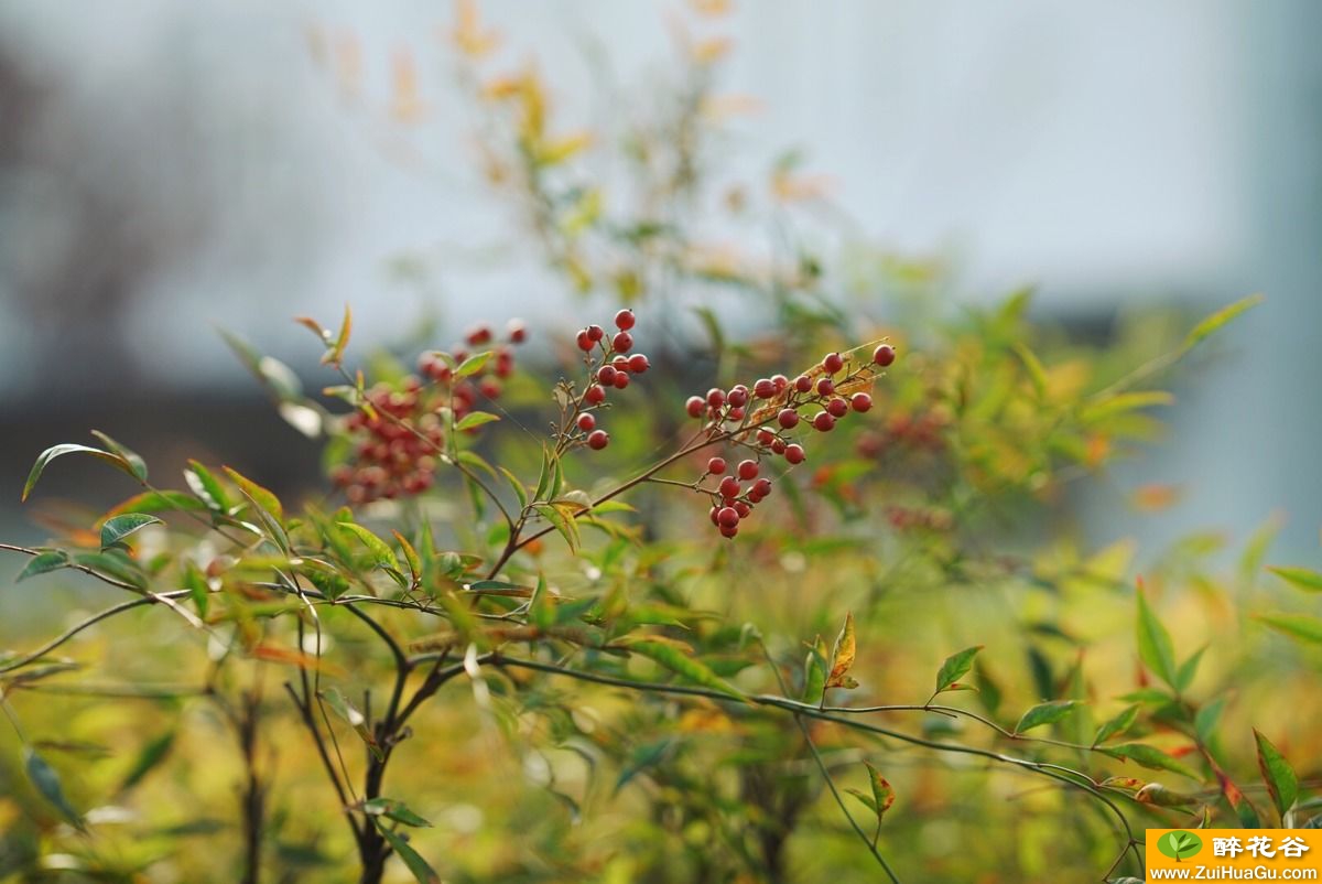 图虫风光摄影:南天竹的秋天
