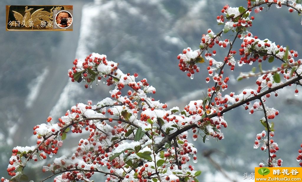 湖北宜昌:白雪、红叶、红果,相映美!南天竹有毒,火棘果能美容