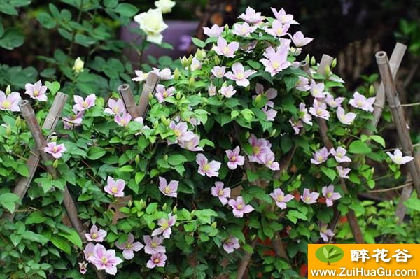 藤本花卉之首,花美不逊飘香藤,三季花开不断,南方北方都能种