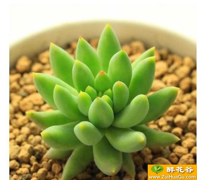 每日一多肉千佛手Sedum sediforme