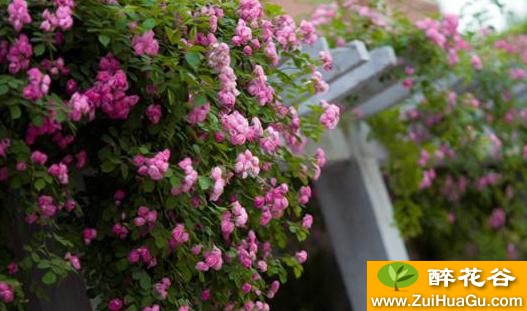 蔷薇花的介绍及种植,让你的家繁花似锦