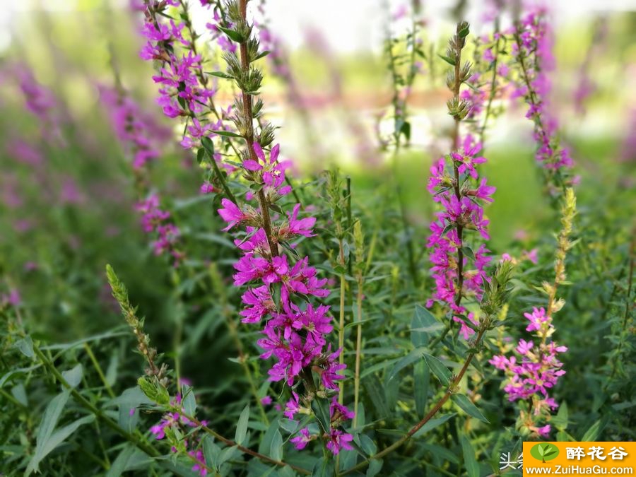 一种药食兼用的野生植物'千屈菜',全草入药,治肠炎、痢疾、便血;外用于外伤出血