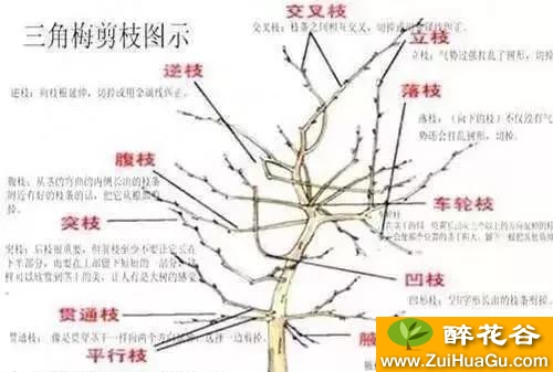 三角梅长寿花学会这么剪,来年开到爆