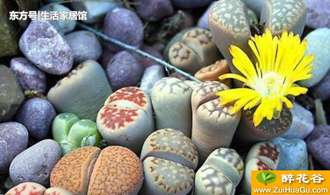 这是一种有生命的七彩'石头',多肉植物生石花如何养殖?