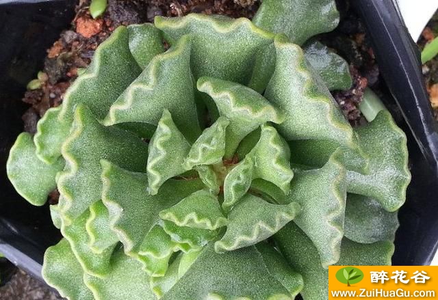 神想曲天锦章属多肉植物,茎褐色被密生的气生根包裹,姿态奇特