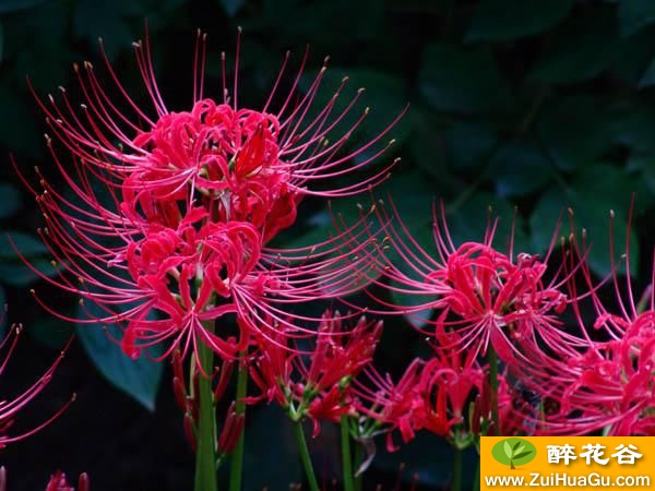 每日一花:彼岸花石蒜