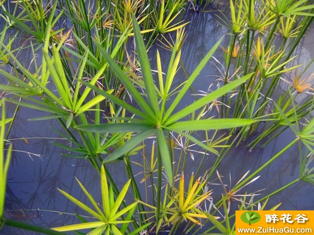 水竹,一棵能够长成小竹林的野草,养在家中却成别致盆景!