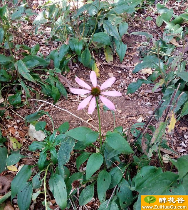 你可认得它?拍自青岛李村河公园之松果菊