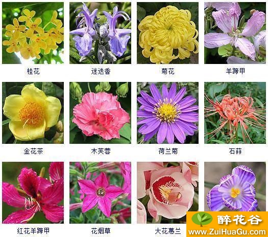 这100多种观花植物,花期都是秋天,此时不养更待何时