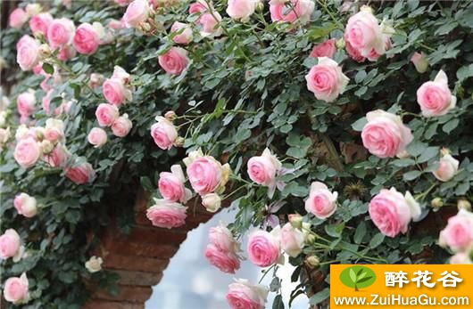 藤本月季秋天只要做好这2点,春天就等着看花墙吧!